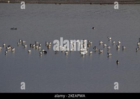 Pied avocetta Recurvirostra avosetta e nero-tailed godwit Limosa limosa gruppo al resto Arne RSPB Riserva Naturale Dorset Inghilterra Febbraio 2017 Foto Stock