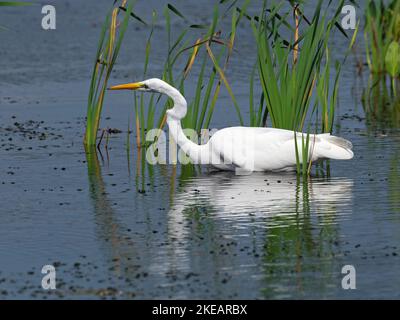 Grande egret Egretta alba in piedi in una piscina di fronte a North Hide, Westhay Moor Riserva Naturale, Somerset Wildlife Trust Reserve, Avalon Marshes, alcuni Foto Stock