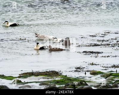 Comune eiderr Somateria mollisima e un giovane Grande gabbiano nero-backed Larus marinus nel mare, Faoghailean di Traigh nam, riserva RSPB di Balranald, No Foto Stock