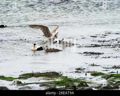 Comune eiderr Somateria mollisima in mare, un maschio a caccia di un giovane Grande gabbiano nero-backed Larus marinus, Faoghailean Traigh nam, Balranal Foto Stock