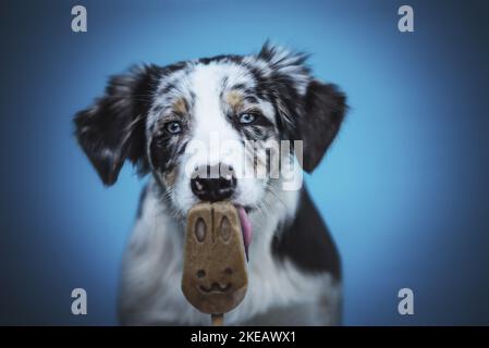 Giovane pastore australiano Foto Stock