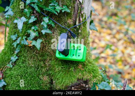 Presa elettrica verde su tronco d'albero, energia rinnovabile sottostabile, concetto csr, protezione dell'ambiente, tecnologia ecologica Foto Stock