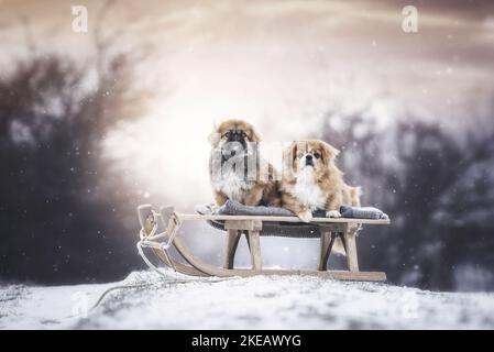 2 Pekinese in inverno Foto Stock