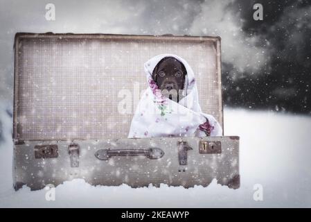 Labrador Retriever Puppy nella valigia Foto Stock