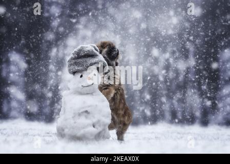 Pekinese in inverno Foto Stock