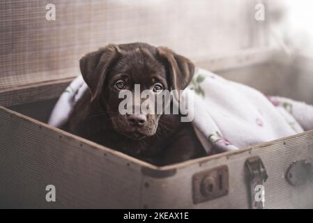 Labrador Retriever Puppy nella valigia Foto Stock