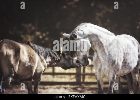 2 pura Raza Espanola Foto Stock