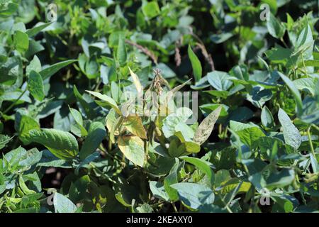 Piante di soia danneggiate da Red Spider Mite (Tetranychus orticae). Foto Stock