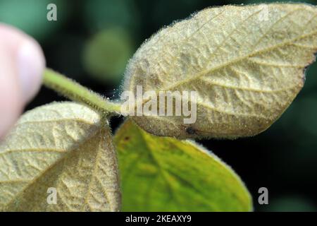 Piante di soia danneggiate da Red Spider Mite (Tetranychus orticae). Foto Stock