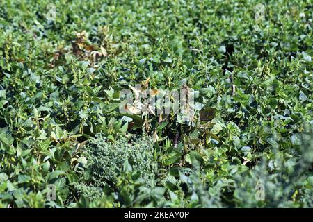 Piante di soia danneggiate da Red Spider Mite (Tetranychus orticae). Foto Stock