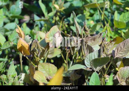 Piante di soia danneggiate da Red Spider Mite (Tetranychus orticae). Foto Stock