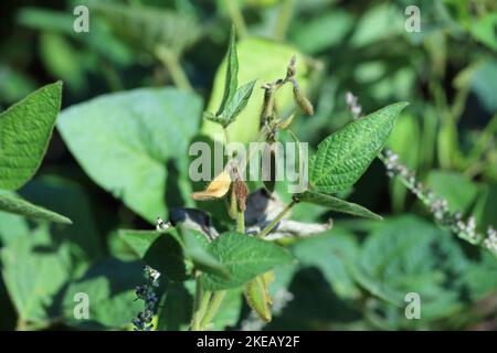 Piante di soia danneggiate da Red Spider Mite (Tetranychus orticae). Foto Stock