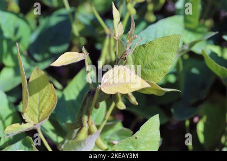 Piante di soia danneggiate da Red Spider Mite (Tetranychus orticae). Foto Stock