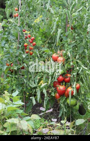 Pomodori, erbe e altre verdure in giardino. Foto Stock