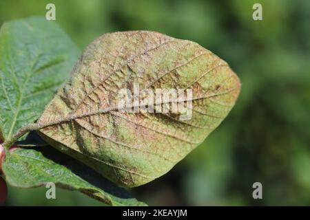 Piante di soia danneggiate da Red Spider Mite (Tetranychus orticae). Foto Stock