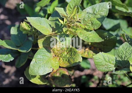 Piante di soia danneggiate da Red Spider Mite (Tetranychus orticae). Foto Stock