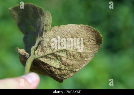 Piante di soia danneggiate da Red Spider Mite (Tetranychus orticae). Foto Stock