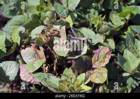 Piante di soia danneggiate da Red Spider Mite (Tetranychus orticae). Foto Stock