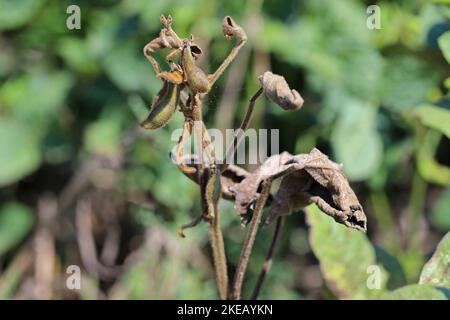 Piante di soia danneggiate da Red Spider Mite (Tetranychus orticae). Foto Stock
