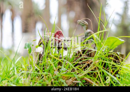 Velociraptor e Triceratops statuine dinosauri alle erbe verdi. Vista di superficie con focalizzazione selezionata sullo sfondo di alberi di foresta sfocati e in primo piano. Foto Stock