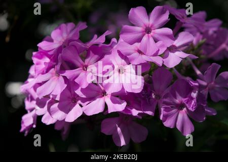 Florescenza rosa Phlox, fragrante, portata in estate fino all'autunno. I fiori sono raggruppati in panicole con molti steli ramificati. Fiori piccoli carini Foto Stock