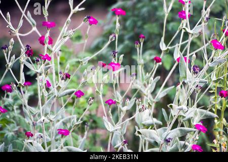 Coronaria di Silene. I nomi comuni includono il campione di Rosa, il mugnaio polveroso, il mullein-rosa, il William sanguinoso e il fiore della lampada, una pianta della famiglia di margherite. Foto Stock