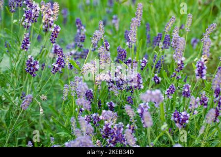 Lavanda, un piccolo arbusto aromatico sempreverde della famiglia delle menta, con foglie strette e fiori viola-bluastri, usato in profumeria e medicina. Foto Stock