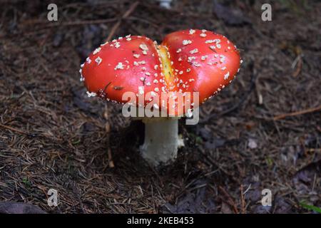 Fungo rosso Amanita muscaria nella foresta dei carpazi, un noto fungo con cappuccio rosso coperto da asperità bianche. È velenoso se consumato. Foto Stock