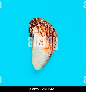 Flat Lay immagine isolata di una conchiglia costiera su uno sfondo azzurro chiaro Foto Stock