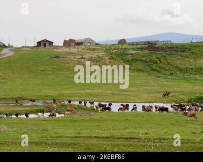 Mandria di mucche che bevono acqua dal lago nella Tsalka rurale. Altopiano vulcanico di Javakheti, Georgia. Foto Stock