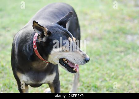 cane, cane nero in giardino o cane in piedi sul pavimento Foto Stock