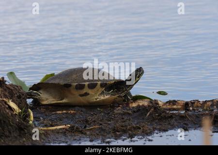 Marshall Loxahatchee National Wildlife Refuge Florida Foto Stock