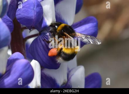 Bee su Lupin Foto Stock