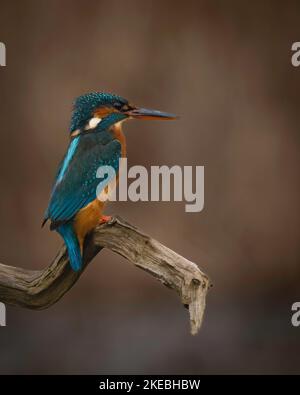 KingFisher (Alcedo atthis) su un podere che guarda i suoi dintorni Foto Stock