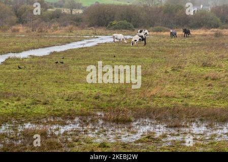 Inchydoney, West Cork, Irlanda. 11th Nov 2022. In una giornata colma e bagnata a West Cork, i cavalli selvatici pascolano su terreni acquagati. Credit: AG News/Alamy Live News. Foto Stock