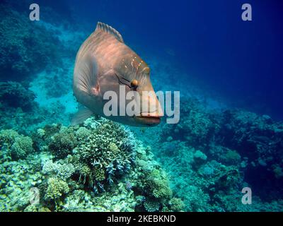 Pesce Napoleone. Pesce - tipo pesce osso Osteichthyes. Gubanovye - Labridae. Pesce - Napoleone. Foto Stock