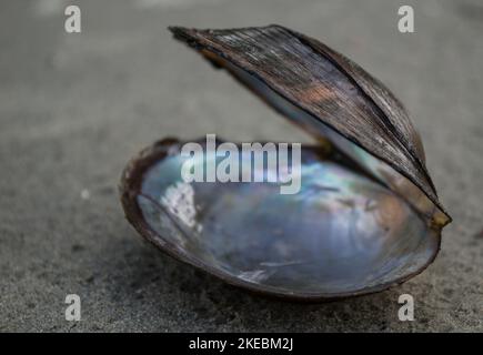 Conchiglie di fiume sulla sabbia. Conchiglie di fiume che giacciono sulla spiaggia di sabbia. Foto Stock