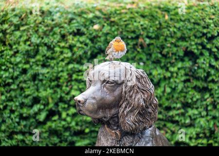 Robin riposa su una statua di bronzo di Max il cane miracolo a Hope Park, Keswick, English Lake District. Foto Stock