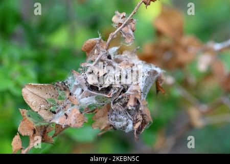 Germogli, foglie di Pyracantha coccinea, scarlatto crostone arbusto danneggiato da giovani pilastri di coda marrone Moth (Euproctis crisorrea). Foto Stock