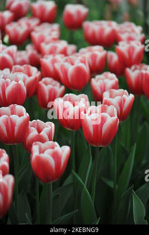Rosso con bordi bianchi tulipani Triumph (Tulipa) fioritura senza tempo in un giardino nel mese di marzo Foto Stock