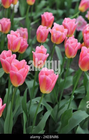 Tulipani Triumph rosa e giallo (Tulipa) Tom Pouce fiorisce in un giardino nel mese di aprile Foto Stock