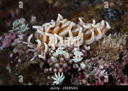 Un nudibranco di phyllodesmium dalla punta gialla, Phyllodesmium briareum, striscia attraverso il mare in Indonesia. Questo slug di mare si nutre di coralli morbidi. Foto Stock