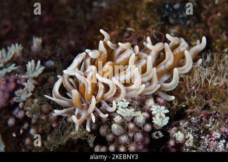 Un nudibranco di phyllodesmium dalla punta gialla, Phyllodesmium briareum, striscia attraverso il mare in Indonesia. Questo slug di mare si nutre di coralli morbidi. Foto Stock