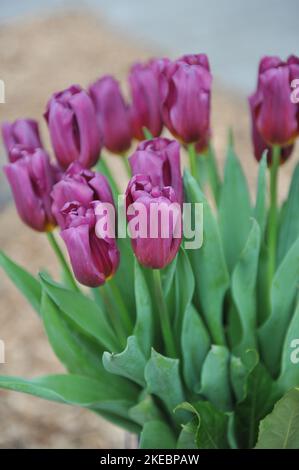 Un bouquet di tulipani viola scuro (Tulipa) Tottage in un giardino nel mese di aprile Foto Stock
