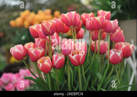 Un bouquet di tulipani rossi e bianchi Single Late (Tulipa) Toyota in una mostra nel mese di maggio Foto Stock