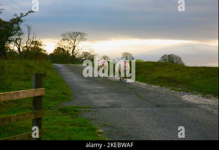 Un gregge di pecore si riversano al sole nella campagna del Lancashire Foto Stock