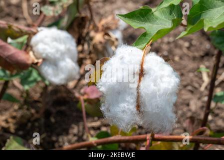 Primo piano di cotone sulla pianta in un campo nella Grecia settentrionale. Messa a fuoco selettiva. Foto Stock