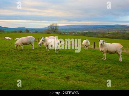 Un gregge di pecore sulla collina di Pendle come crepuscolo si insinua Foto Stock