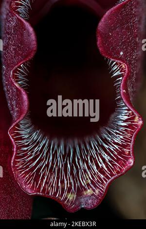 Impianto di caraffa settentrionale o viola (Sarracenia purpurea) Foto Stock