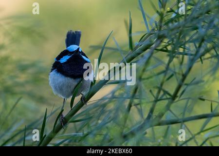 Maschio superbo fairywren in piumaggio di allevamento Foto Stock